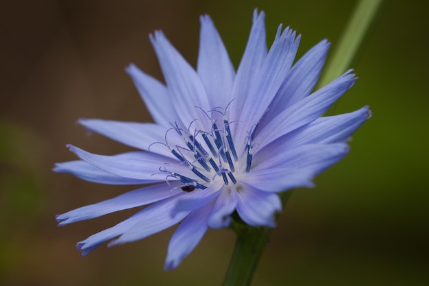 Foto close-up di cicoria in fiore all'aperto