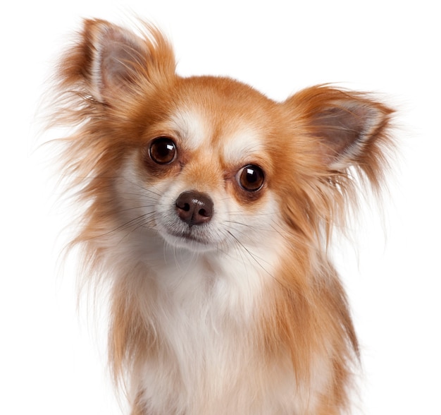 Close-up of Chihuahua, 2 years old,