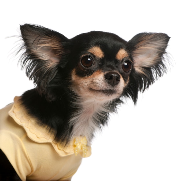 Close-up of Chihuahua, 3 years old,