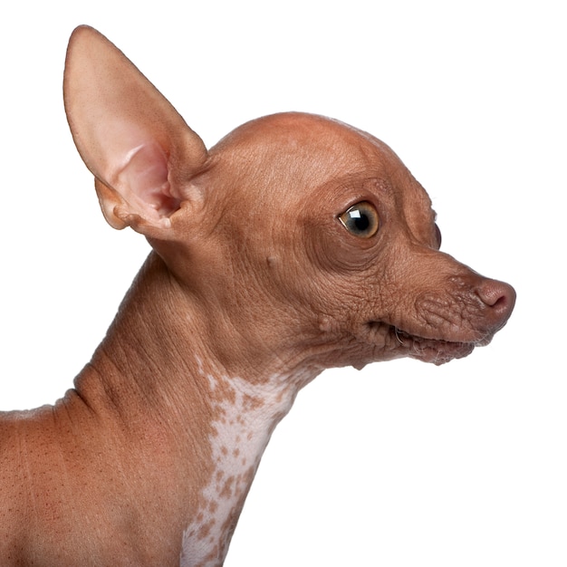 Photo close-up of chihuahua, 6 months old,