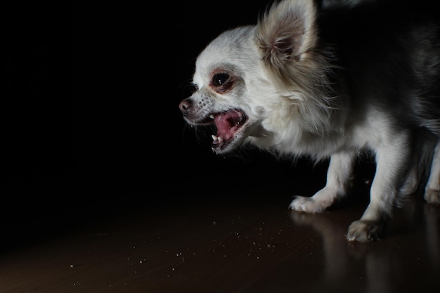 Foto close-up di un chihuahua che abbaia sul pavimento