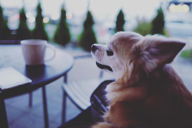 Photo close-up of chihuahua on chair at cafe