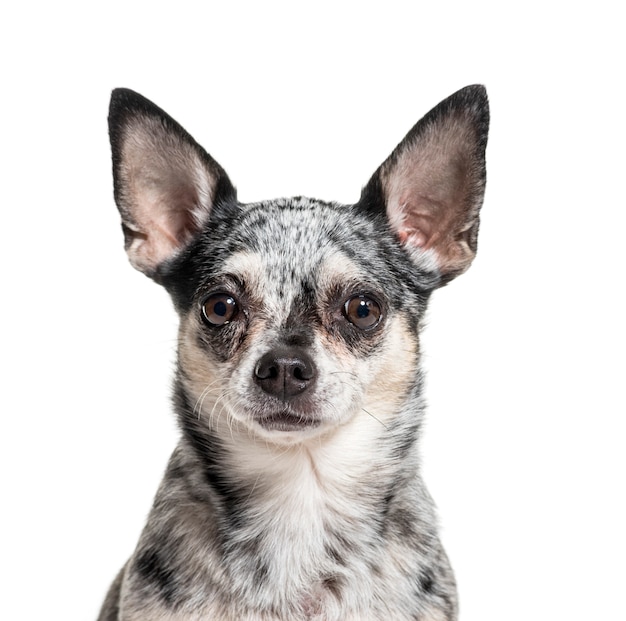 Close-up of a Chihuahua dog, isolated