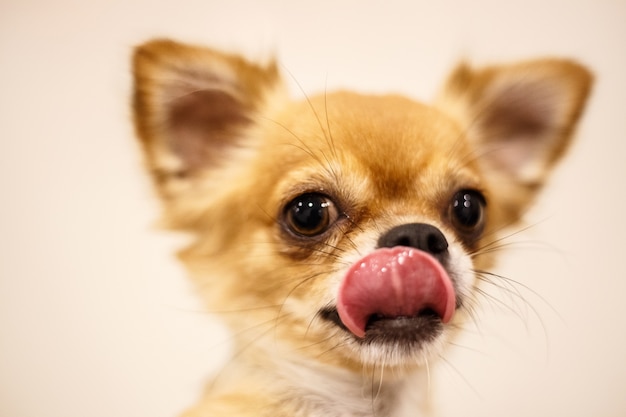 Photo close-up of chihuahua emotion on pale yellow background.
