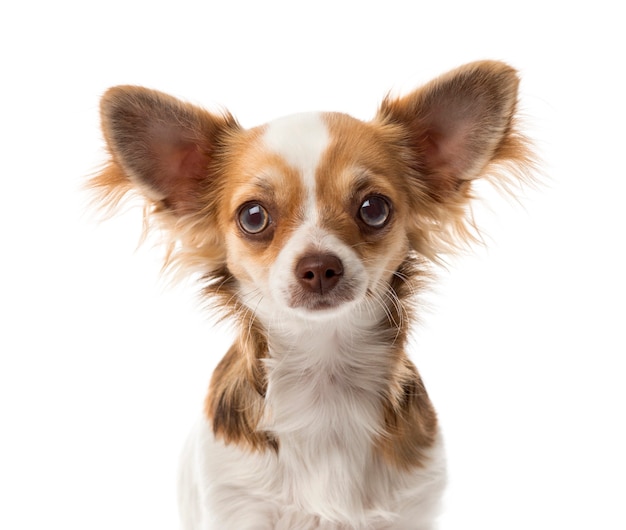 Close-up of a Chihuahua in front of a white wall