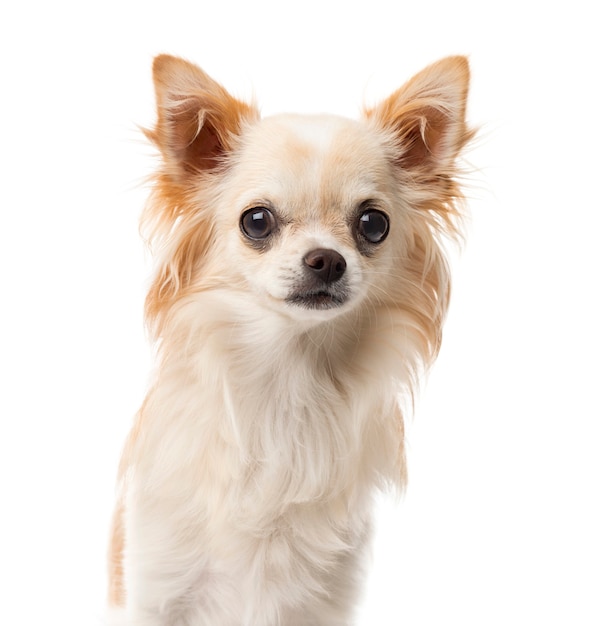 Close-up of a Chihuahua in front of a white wall