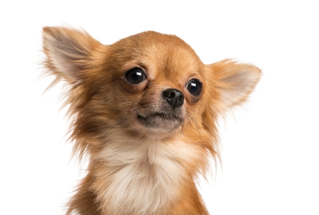 Close-up of a Chihuahua isolated on white