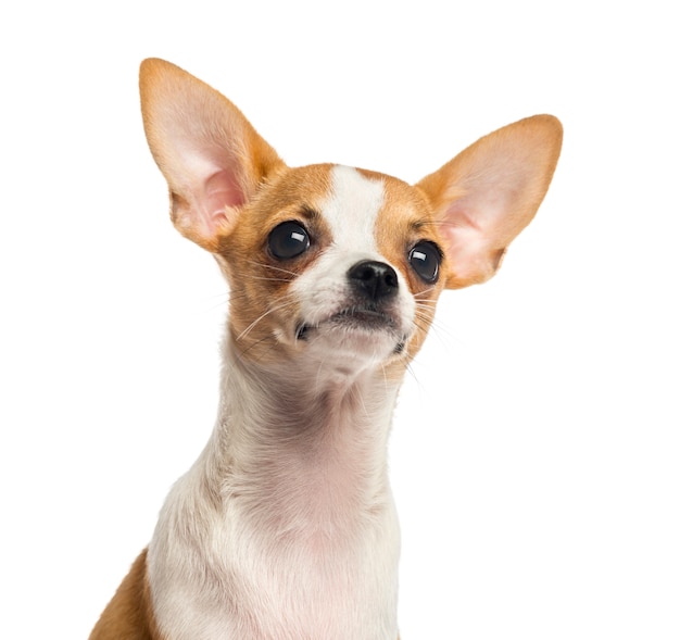 Close-up of a Chihuahua puppy looking up