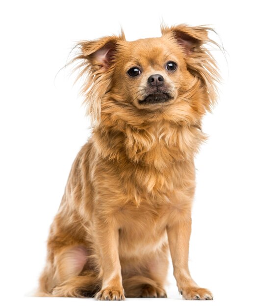 Close-up of a Chihuahua sitting looking at the camera isolated on white