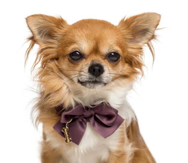 Close-up of a Chihuahua wearing a bow tie isolated on white