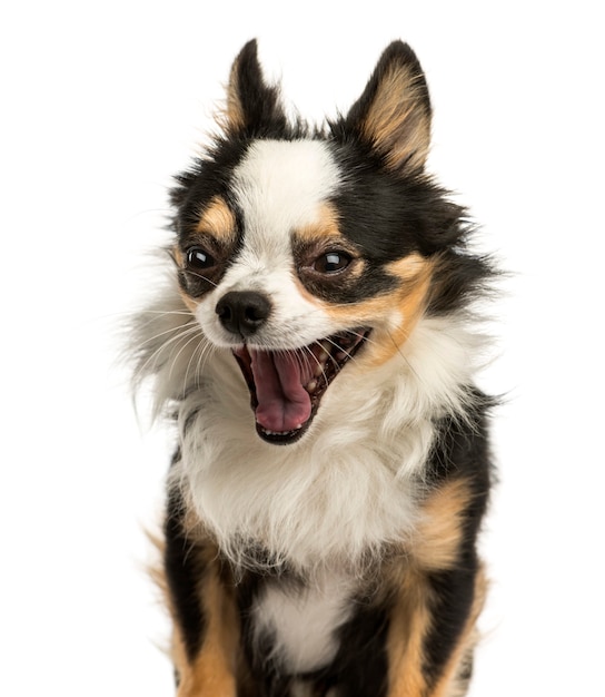 Close-up of a Chihuahua yawning isolated on white