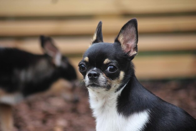 Photo close-up of a chihuahua