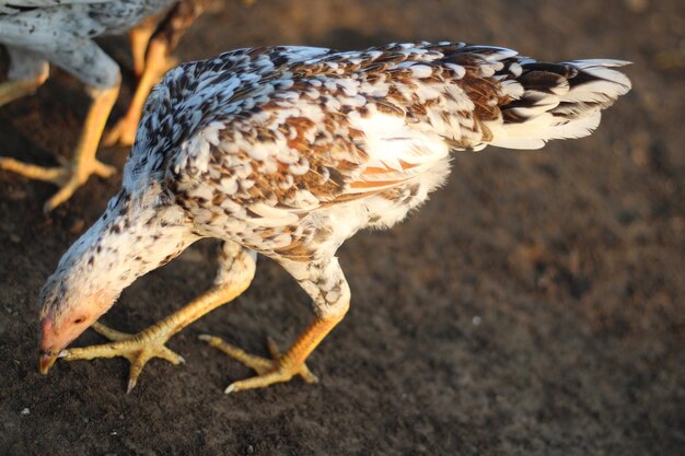 Foto prossimo piano di un pollo