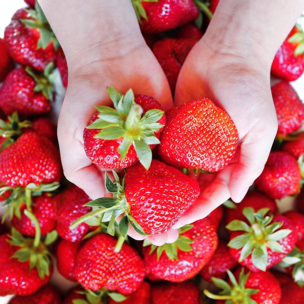 Close-up of child hand holding fresh organic strawberries with long stem picking from farm top view