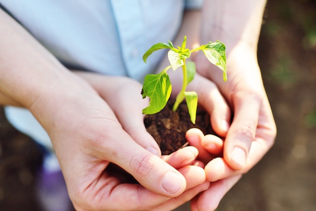 Close-up of a child's hands in the hands of an adult holding a sprout or a green seedling