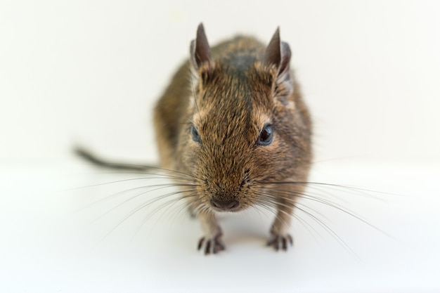 Primo piano del degu scoiattolo cileno