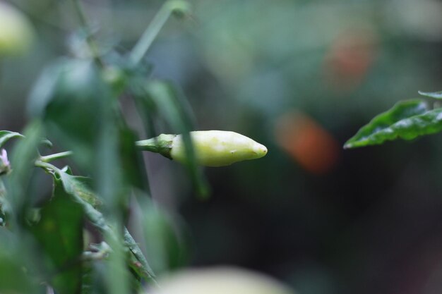 a close up of chillies still on the tree Concept photo of fruit and food ingredients