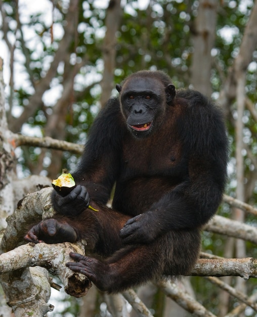 Close up on chimpanzee eating fruit