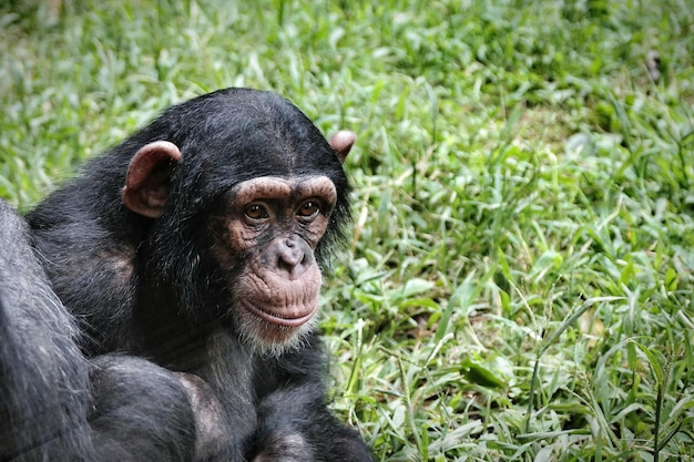 Close-up of chimpanzee on grassy field