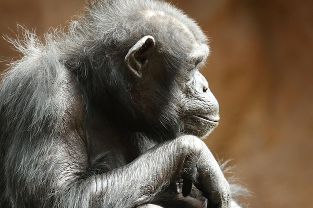 close-up of chimpanzee