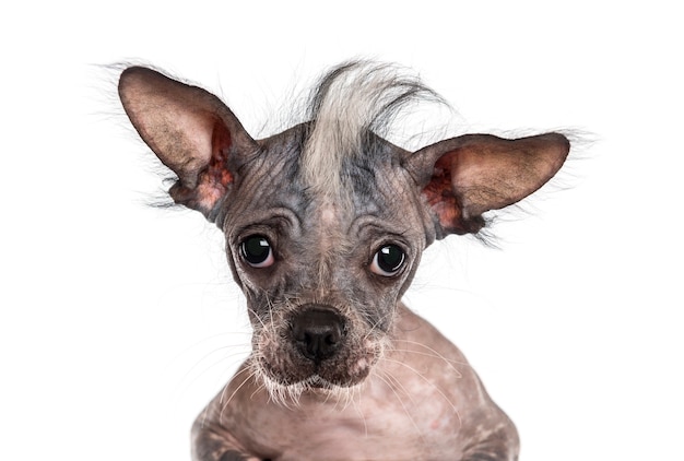 Close-up of a Chinese crested dog looking at the camera, isolated on white