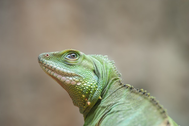 close up Chinese water dragon