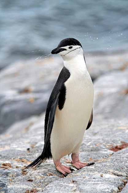 Photo close-up of chinstrap penguin on rock