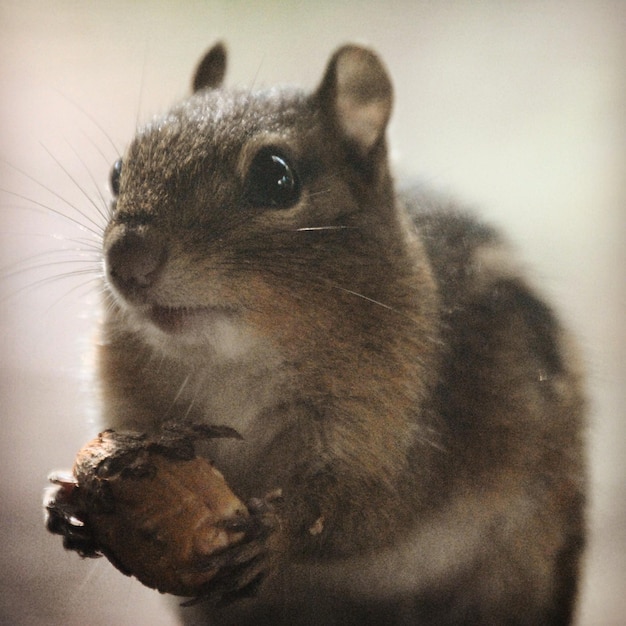 Photo close-up of chipmunk holding acorn