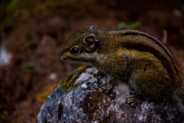 Photo close-up of chipmunk on rock