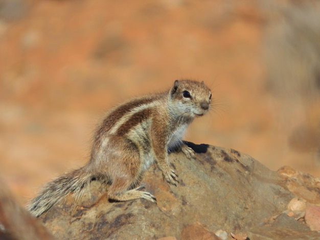 Foto close-up di uno scoiattolo su una roccia