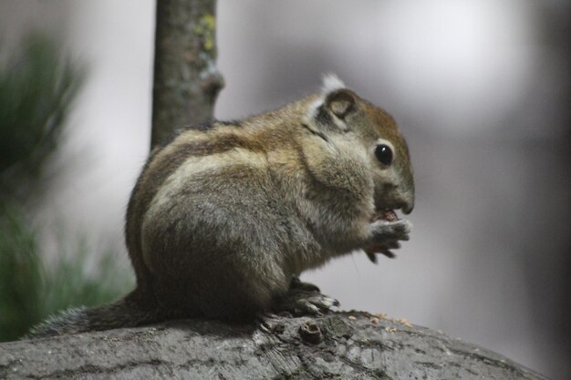 Photo close-up of chipmunk on rock