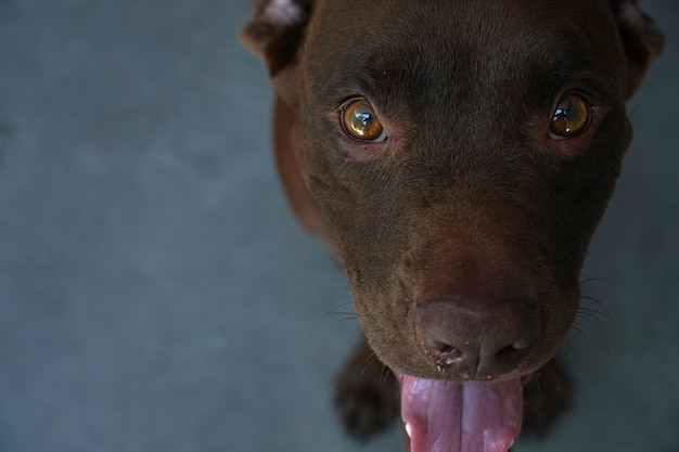 Close up of chocolate labrador puppy with honey-colored eyes.
selective focus.