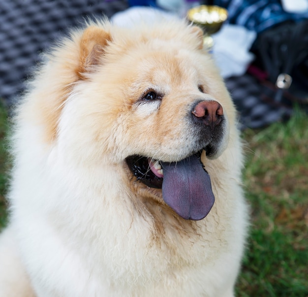 Photo close up on chow chow dog and the blue tongue