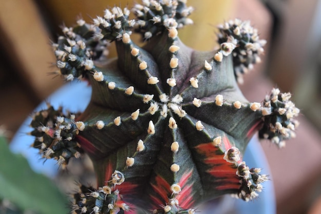 Foto close-up della decorazione natalizia