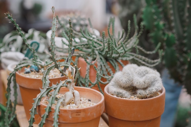 Photo close-up of christmas decorations