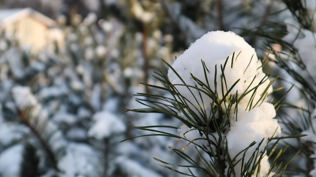 Close-up of a Christmas tree with light snow flakes. The branches of the Christmas tree are covered with snow, natural spruce. Winter background.