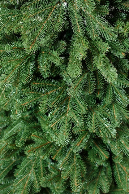 Close-up Christmas tree without toys. Good New Year spirit. Branches of a green Christmas tree close up