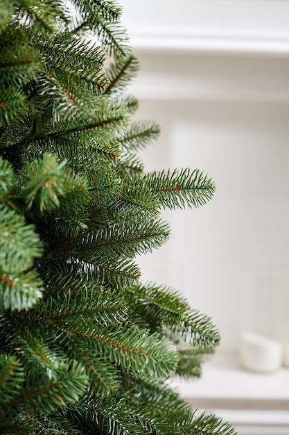 Close-up Christmas tree without toys. Good New Year spirit. Branches of a green Christmas tree close up