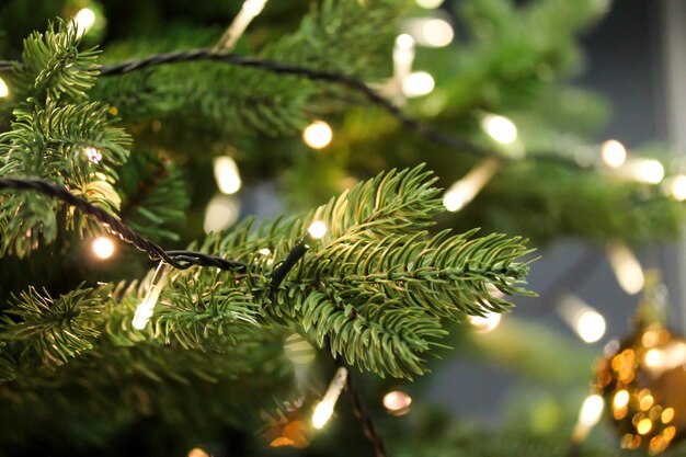 Close-up of christmas tree