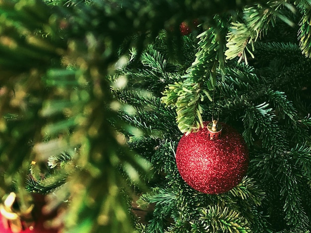 Close-up of christmas tree