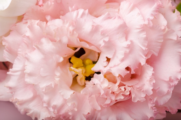 Цветок хризантемы крупным планом
