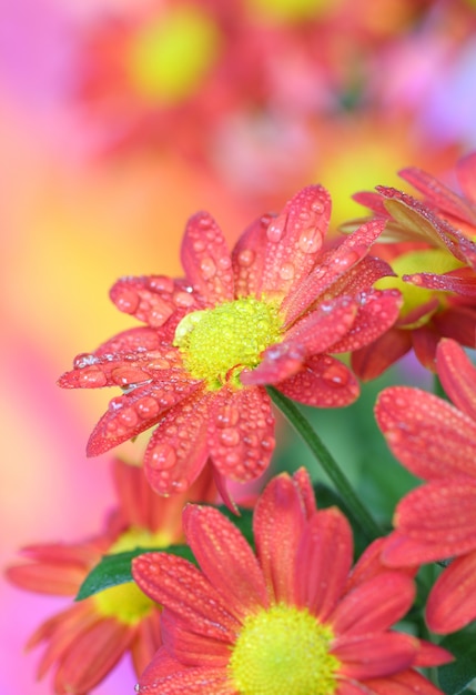 Close-up of   chrysanthemum flower