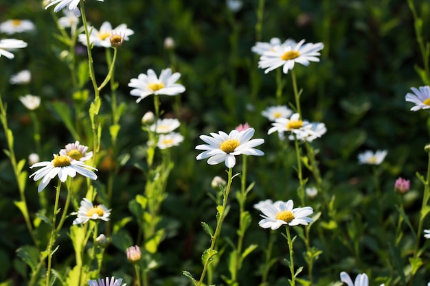 Close up on chrysanthemum flowers of autumn