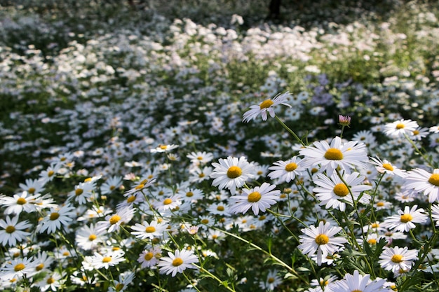 秋の菊の花にクローズアップ