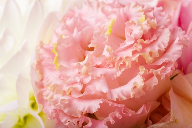 Photo close up of chrysanthemum