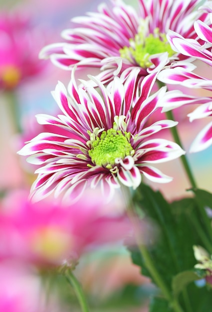 Close-up of chrysanthemum 