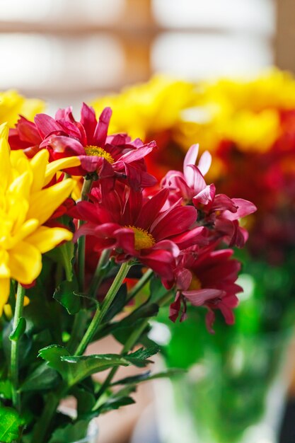 Close up of chrysanthemums