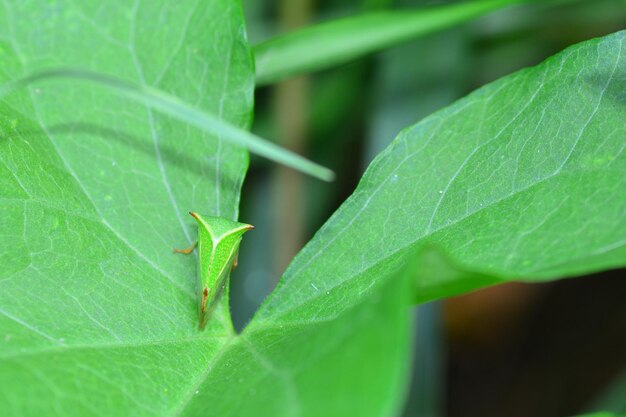 Photo close-up of a cicada insect on green plants a buffalo treehopper