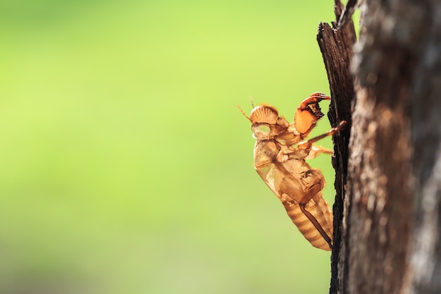 Close-up Cicada slough of vervellen hold op de boom