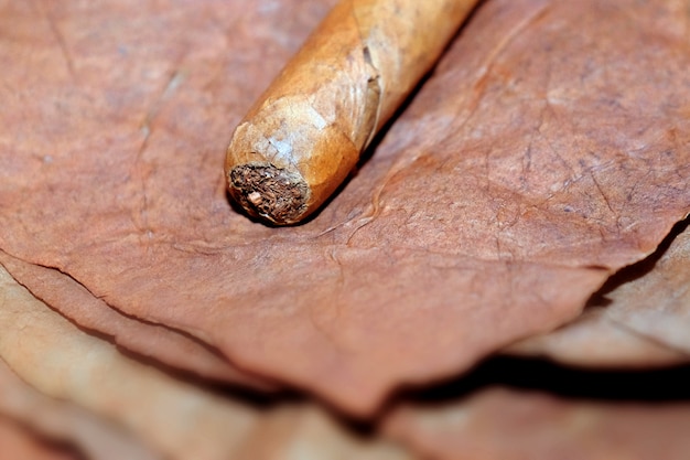 Foto chiuda in su del sigaro sulle foglie del tabacco